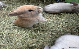 Mini Lop rabbits for sale: 6 pure baby mini lops  - Image 6