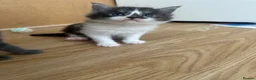 Maine Coon cats for sale: 6 Beautiful Maincoon x kittens available  in Chatteris - Advert 5
