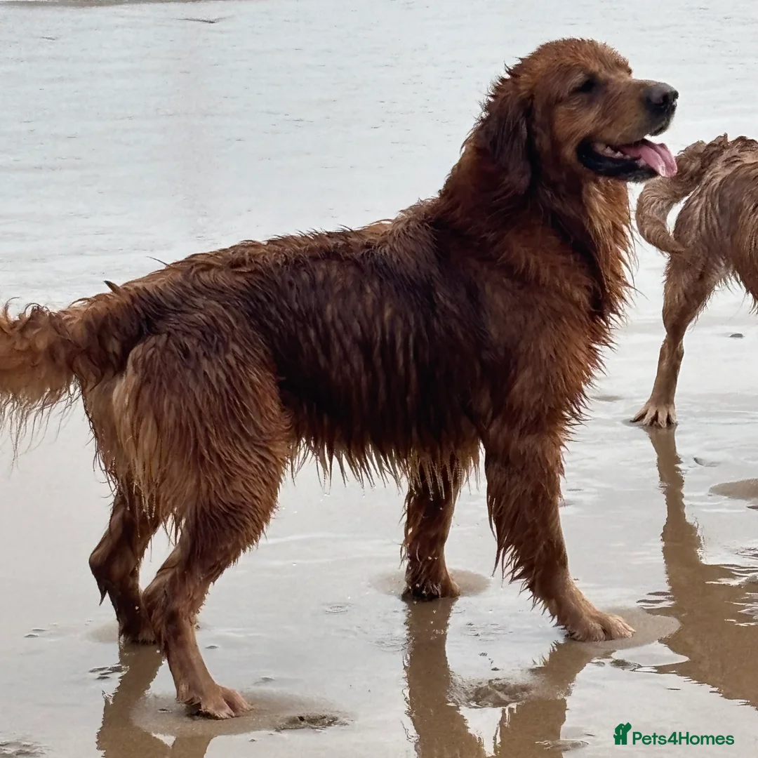 Golden Retriever dogs for sale: FOX RED PUPPIES Golden Retriever KC REG - Advert 9