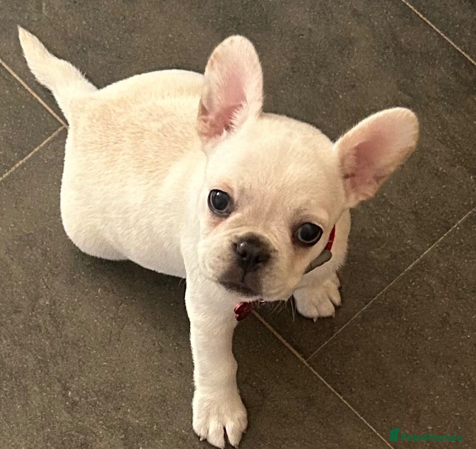 Frug dogs Beautiful girl  - Advert 1