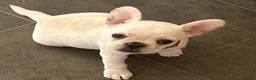Frug dogs for sale: Beautiful girl  - Advert 1