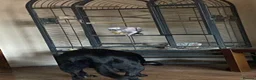 Parrots birds for sale: African grey parrot - Advert 3