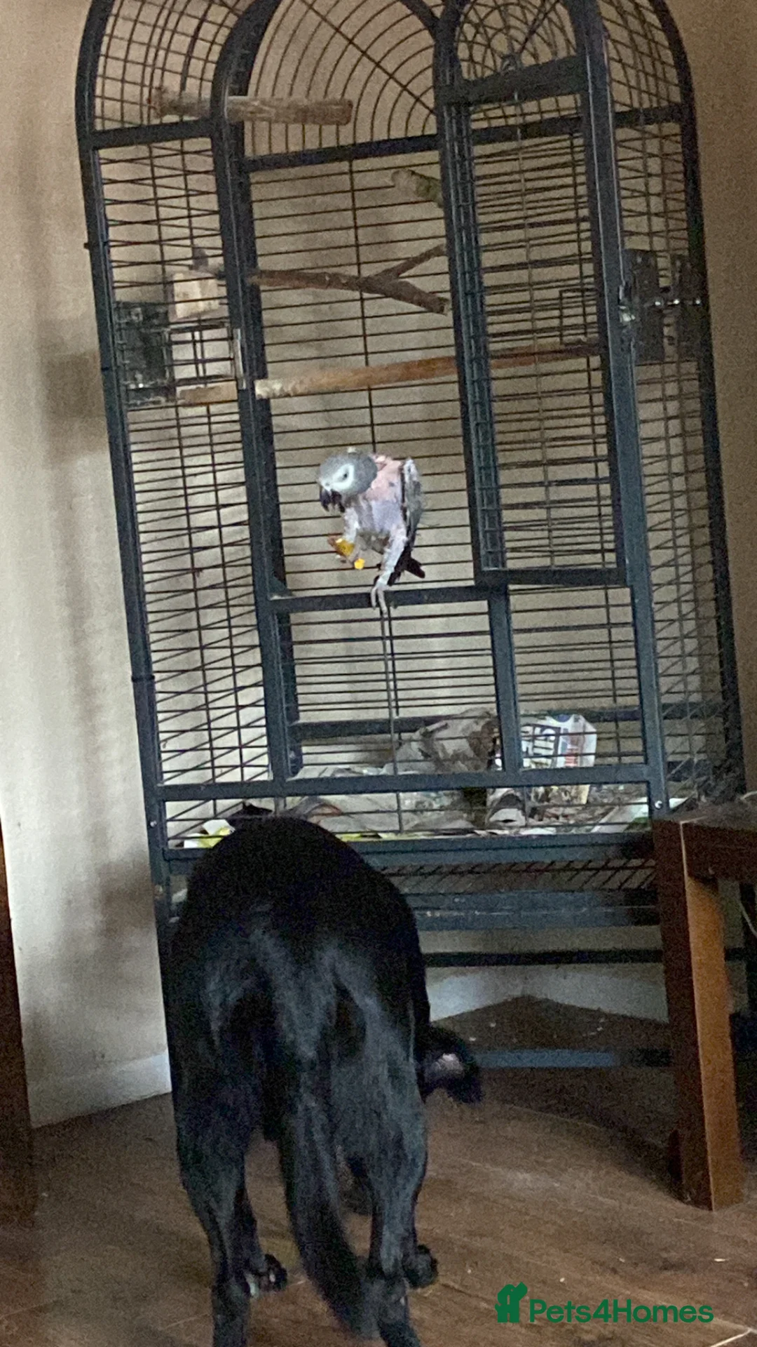 Parrots birds for sale: African grey parrot - Advert 3
