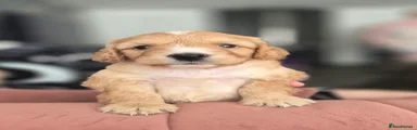 Cockapoo 7