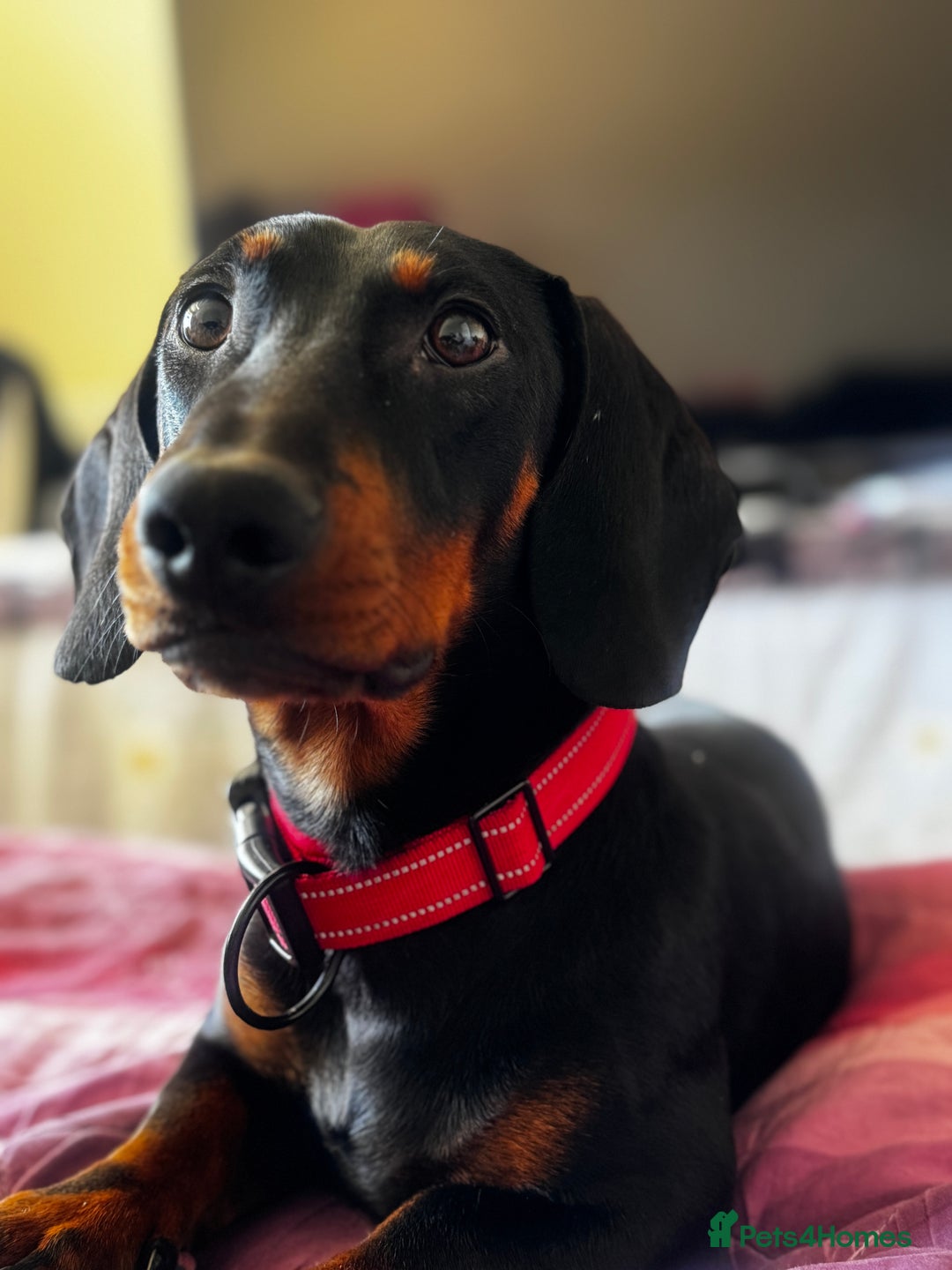 Dachshund dogs for stud: Male Dachshund for Stud - Image 3