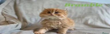 Bramble