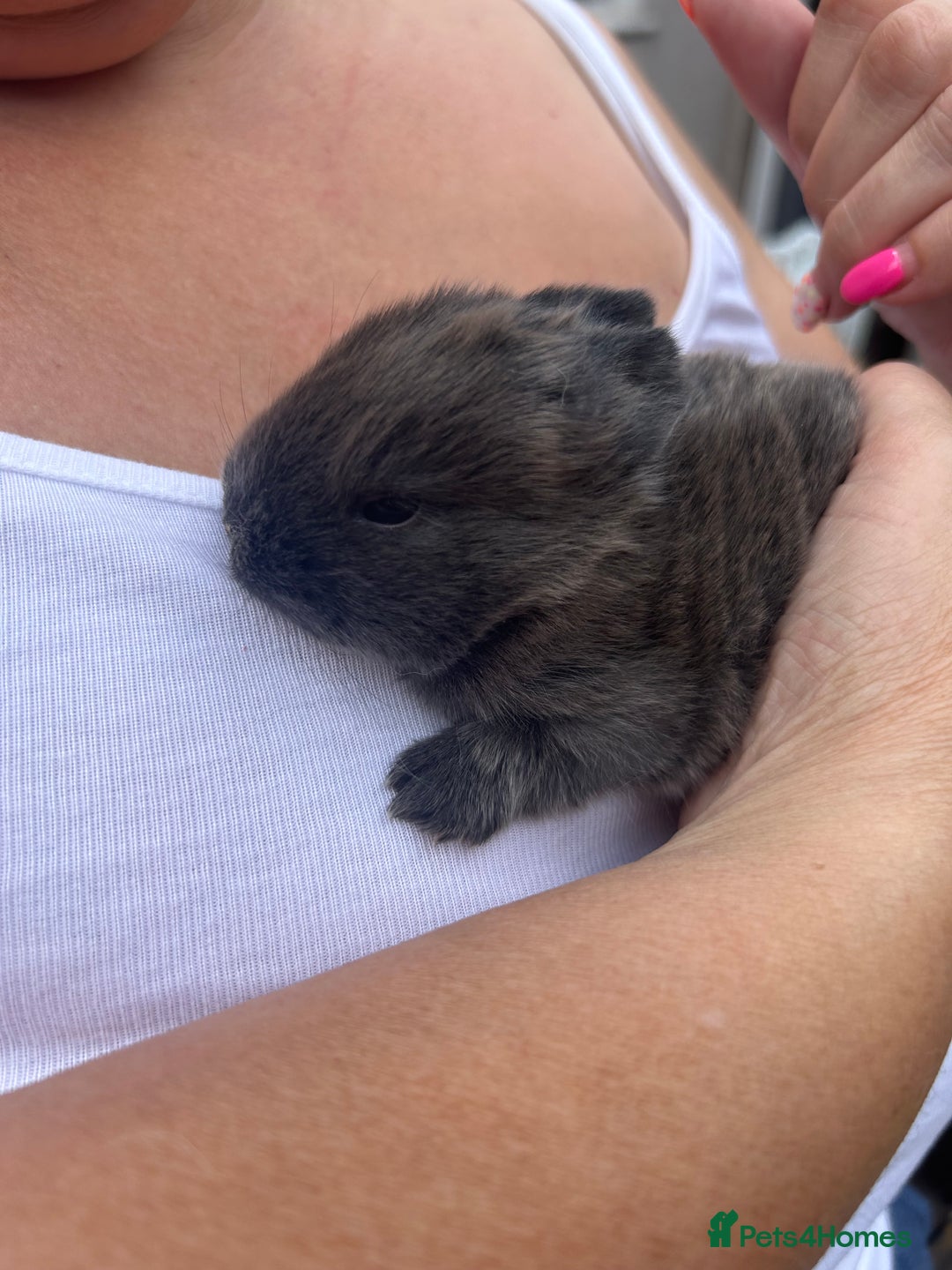 French Lop rabbits for sale: Baby french lops for sale  - Image 5