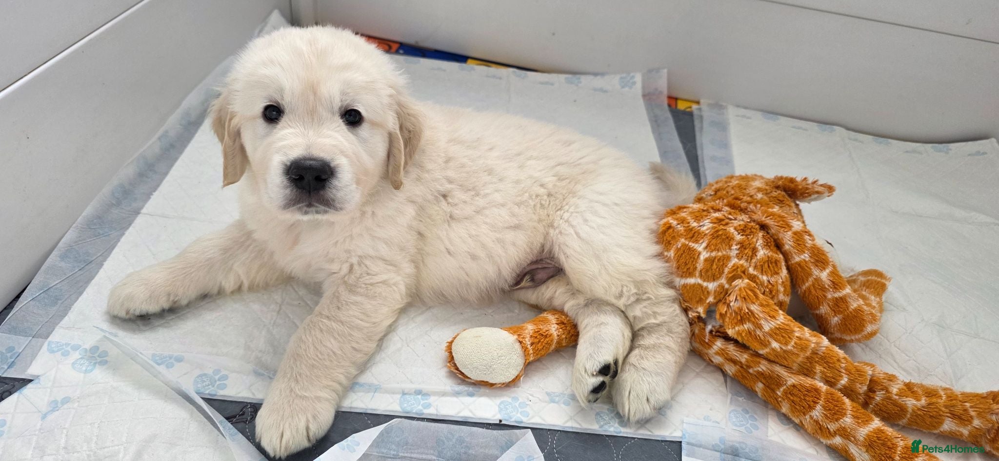Golden Retriever dogs KC Golden Retriever Puppies – Only 2 Available - Advert 1