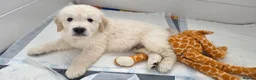 Golden Retriever dogs for sale: Last One! KC Golden Retriever Puppy Available - Advert 5