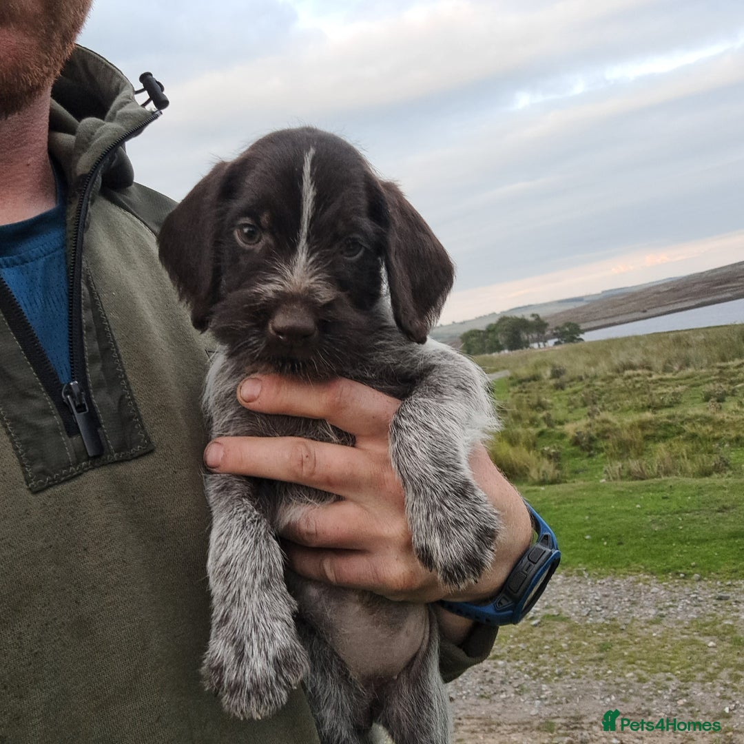 German Wirehaired Pointer dogs for sale: German Wirehaired Puppies 3Dogs READY NOW  in Consett - Image 7