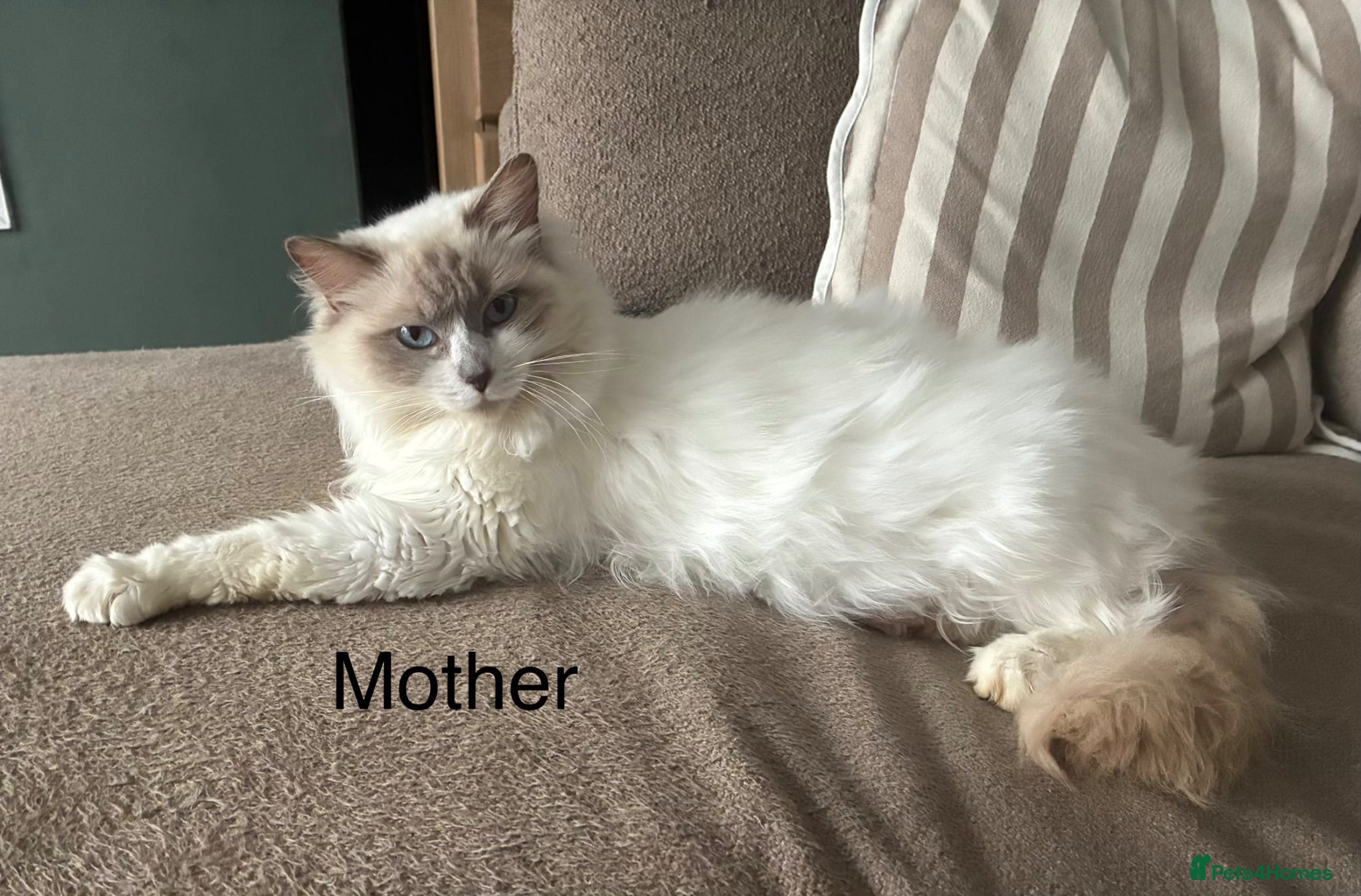 Mixed Breed cats Ragdoll mixed kittens - Advert 1