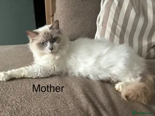 Mixed Breed cats Ragdoll mixed kittens - Advert 1