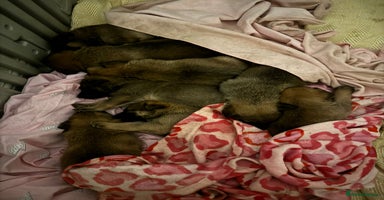 Mixed Breed dogs - Advert 1