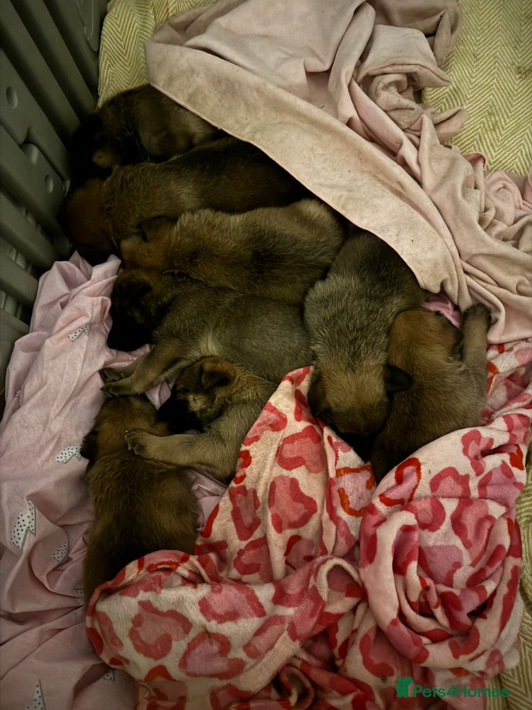Mixed Breed dogs for sale: 8 Belgian Malinois & German Shepherd Puppies - Image 1