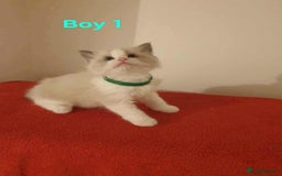 Ragdoll cats for sale: Ragdoll kittens  - Image 16