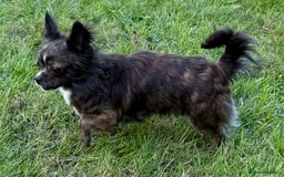 Chihuahua dogs for adoption: Tigra’s Story – Small Body, Brave Heart - Image 5