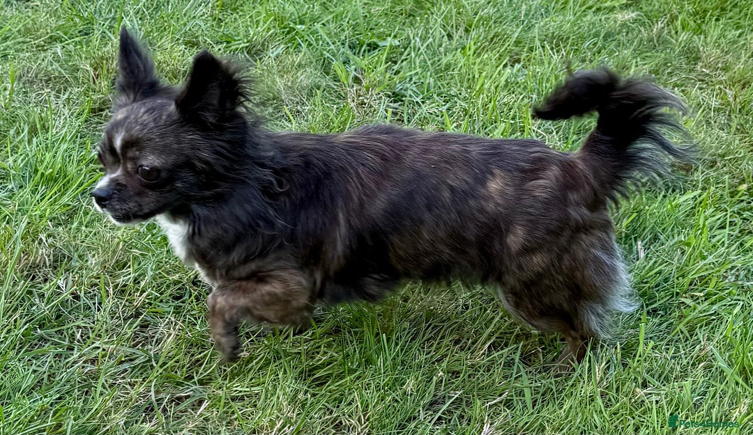 Chihuahua dogs for adoption: Tigra’s Story – Small Body, Brave Heart - Image 5