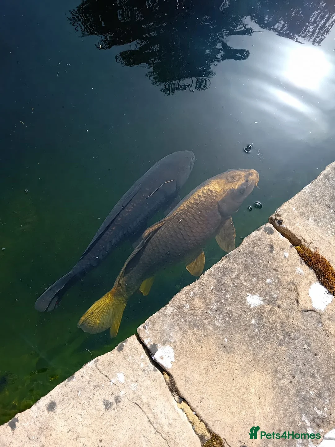 Koi Carp fish for sale: KOI CARP FOR SALE in Harlow - Advert 1