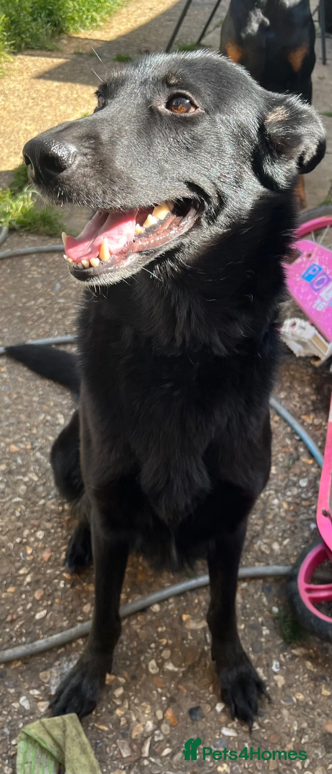 Mixed Breed dogs for sale:  Belgian Malinois x Dobermann pups - Advert 2