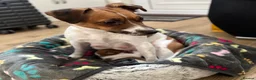 Jack Russell dogs for sale: Jack Russell Puppies 🐶  - Advert 7