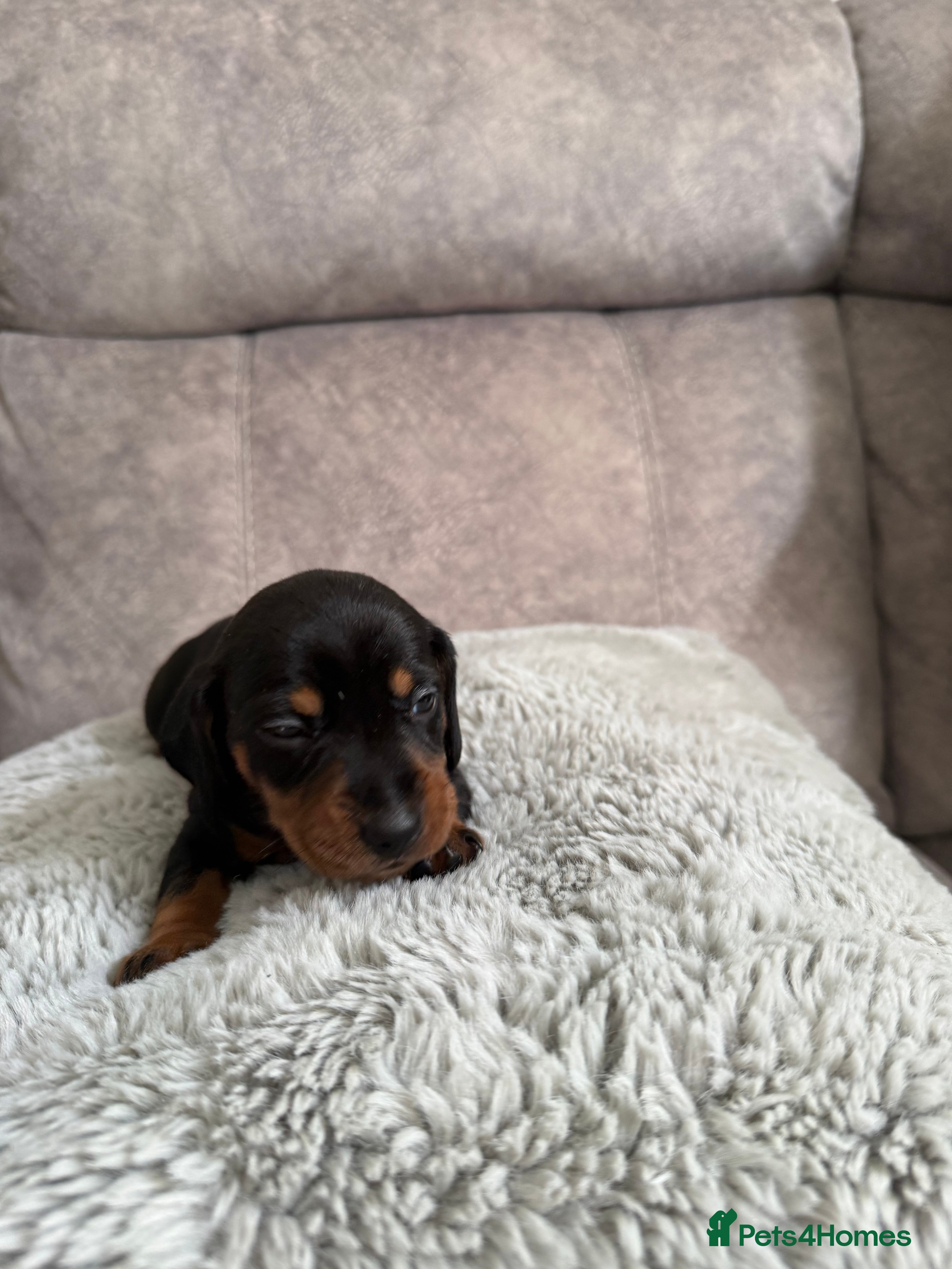 Miniature Dachshund dogs Miniature dachshunds  - Advert 1