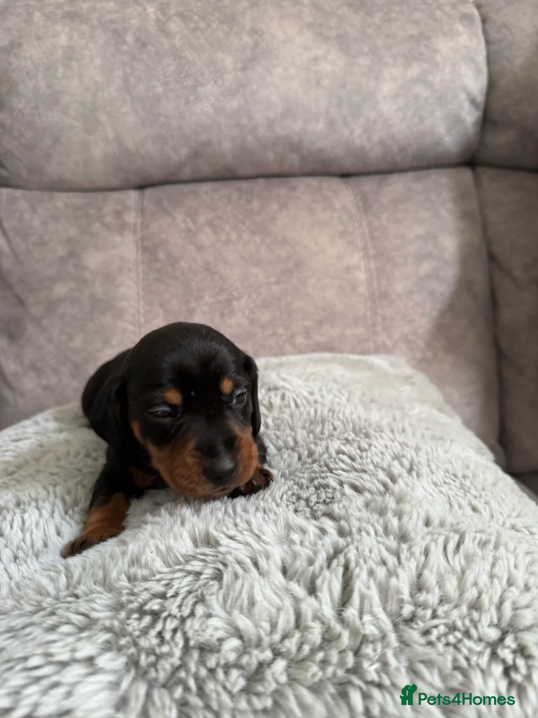 Miniature Dachshund dogs for sale: Miniature dachshunds  in Cleethorpes - Advert 1