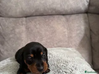 Miniature Dachshund dogs Miniature dachshunds - Advert 1