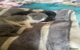 British Shorthair cats for sale: 5 kittens mixed litter 9 weeks old, ready now!  - Image 5