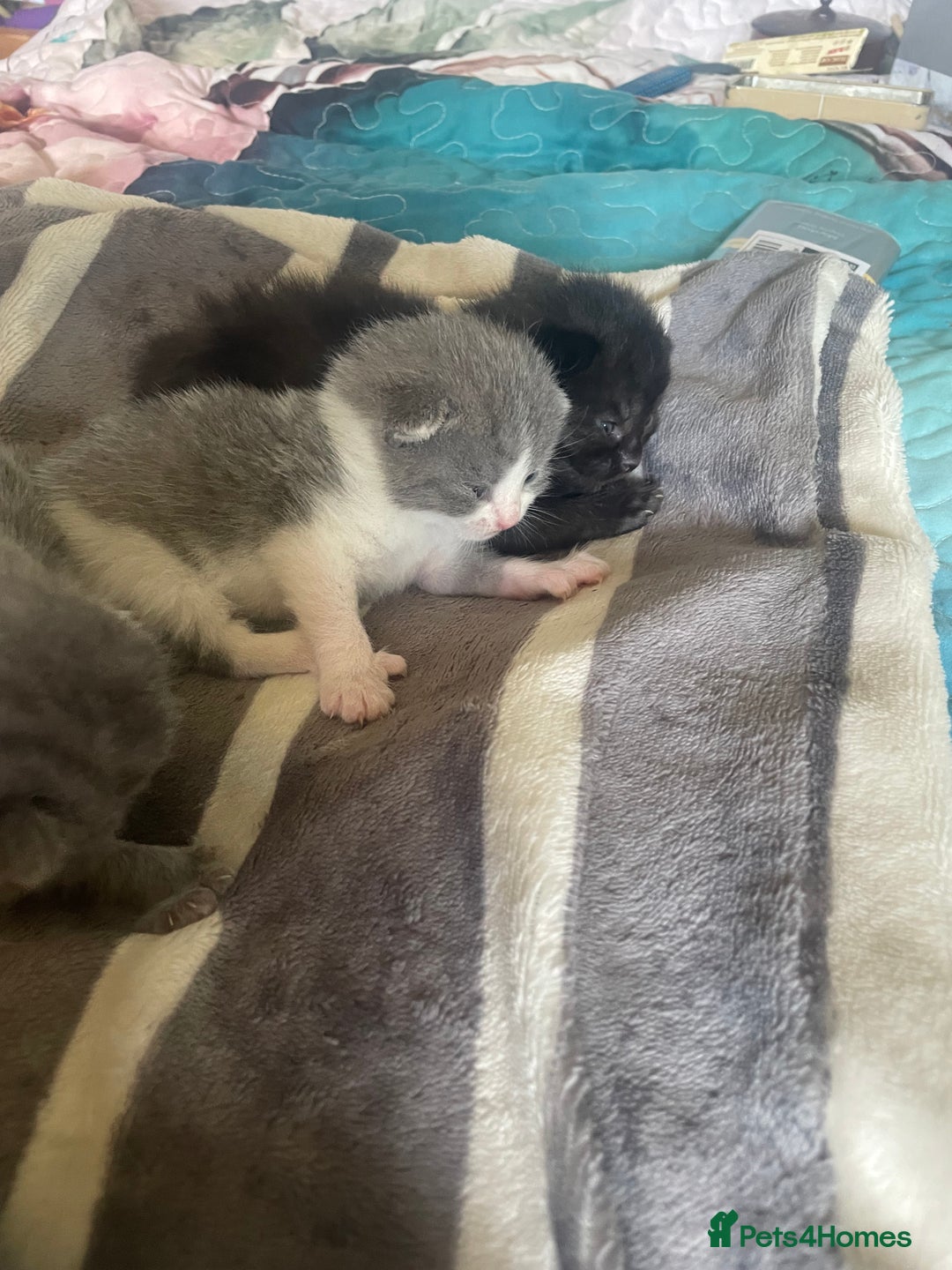 British Shorthair cats for sale: 5 kittens mixed litter 9 weeks old, ready now!  - Image 5