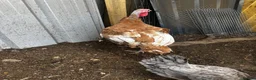 Chickens poultry for sale: Chickens, ducks and quails - Advert 9