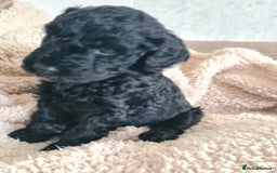 Labradoodle dogs for sale: Rare Roan Ebony Tiny/Mini Labradoodlese Puppies  - Image 33
