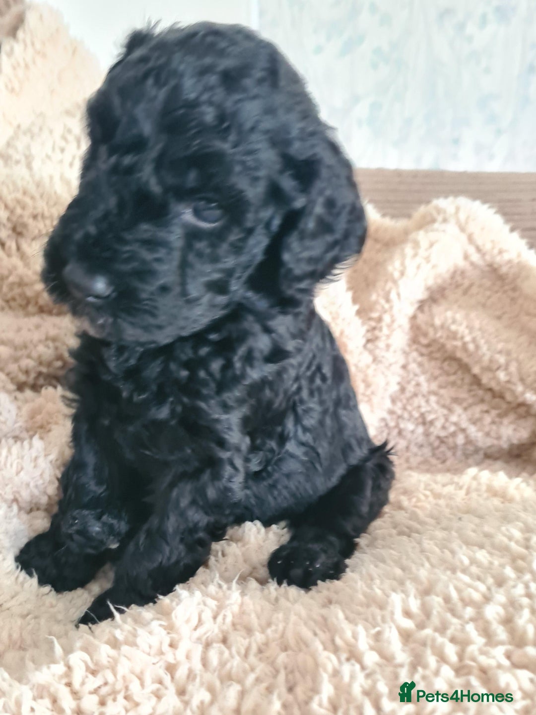 Labradoodle dogs for sale: Rare Roan Ebony Tiny/Mini Labradoodlese Puppies  - Image 33