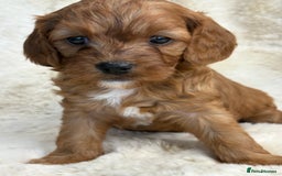 Cavapoo dogs for sale: Stunning health tested Cavapoo puppies - Image 7