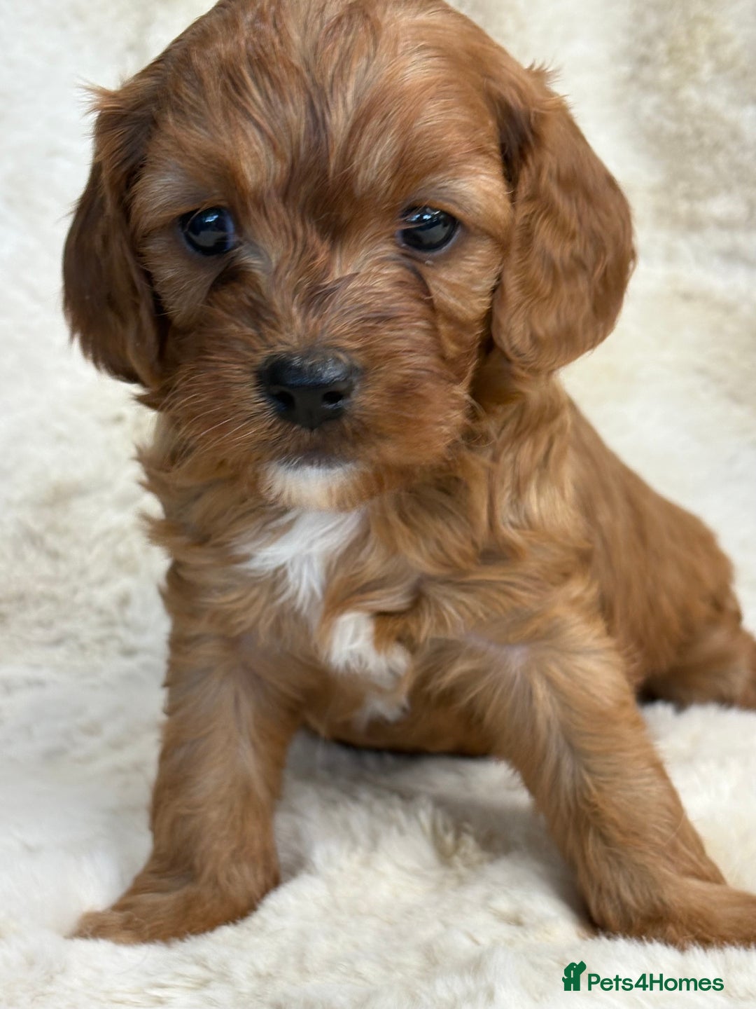 Cavapoo dogs for sale: Stunning health tested Cavapoo puppies - Image 7