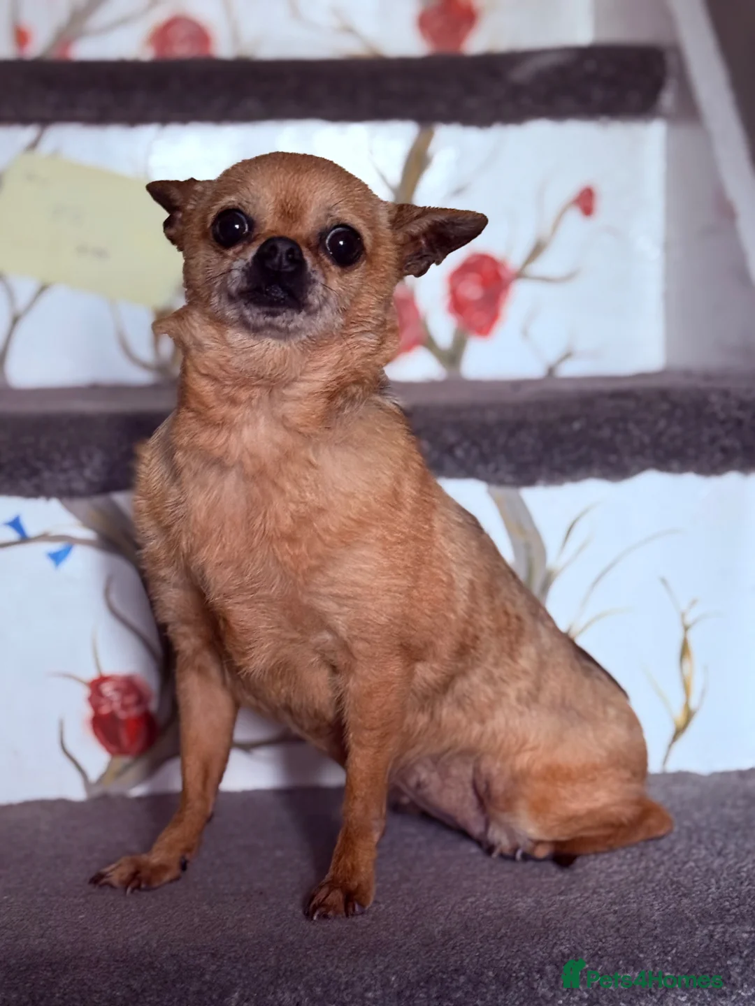 Chihuahua dogs for sale: Chihuahua Girl 7 years old rehome Dorset  in Wareham - Advert 1