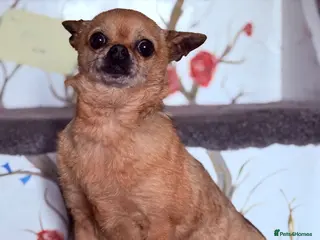 Chihuahua dogs Chihuahua Girl 7 years old rehome Dorset - Advert 18