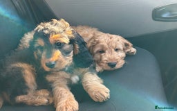 Cockapoo dogs for sale: STUNNING COCKAPOO - Image 10