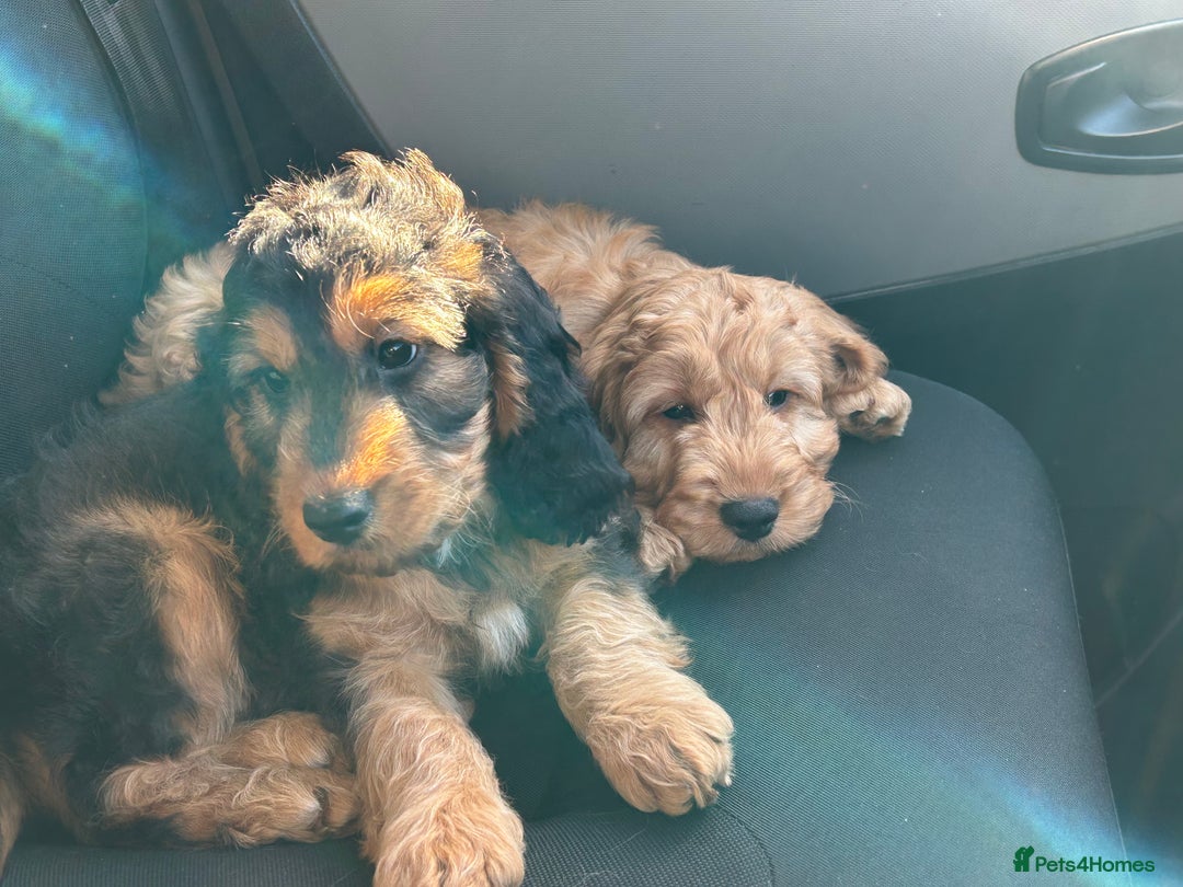 Cockapoo dogs for sale: STUNNING COCKAPOO - Image 10