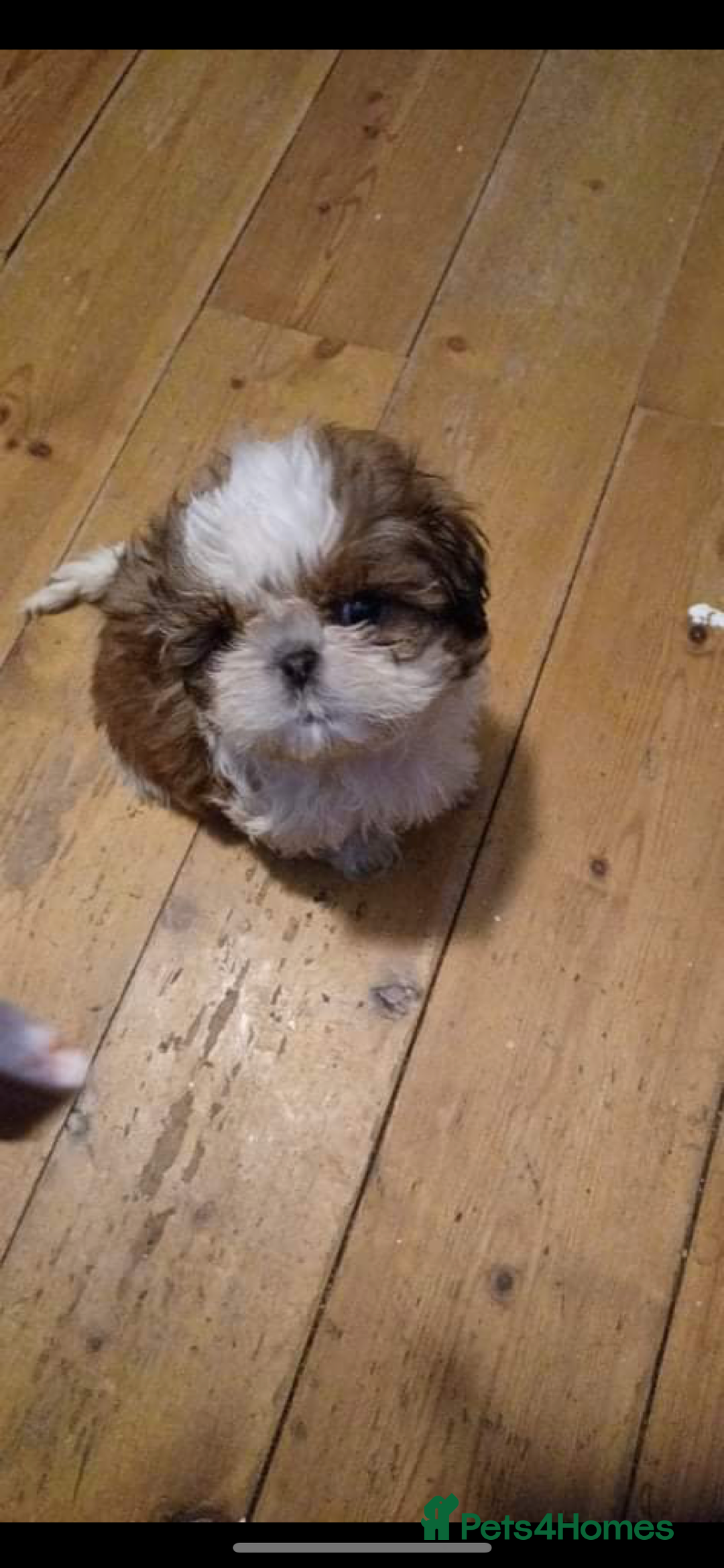Shih Tzu dogs for stud: Handsome experienced KC registered stud dog in Cullompton - Image 21