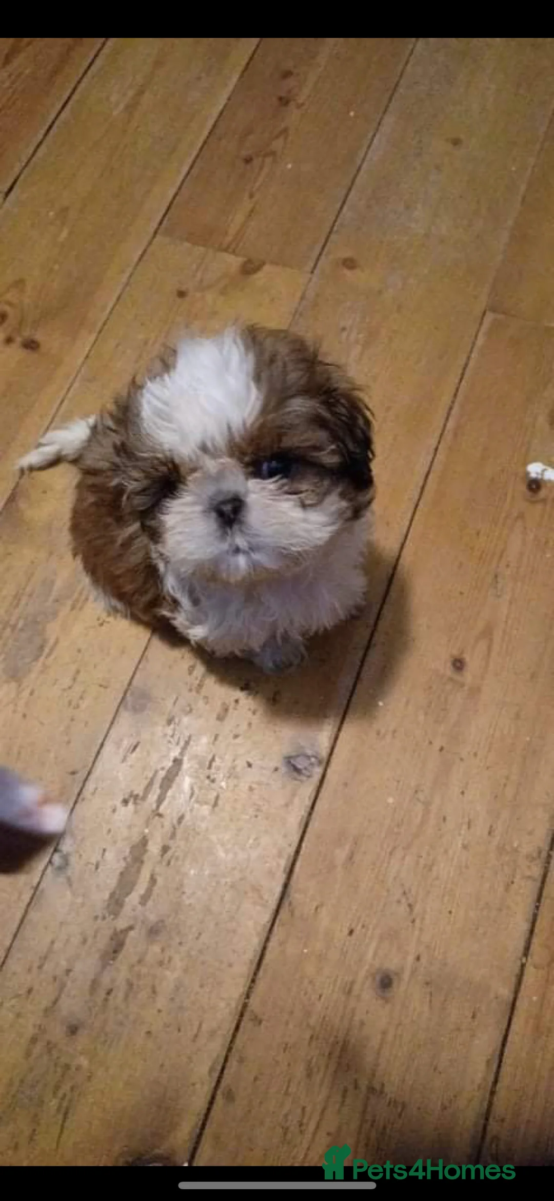 Shih Tzu dogs for stud: Handsome experienced KC registered stud dog in Cullompton - Advert 21