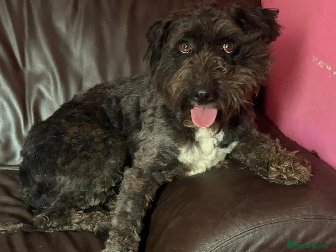 Mixed Breed dogs for adoption: Colby - Norwich Norfolk  in Norwich - Advert 12