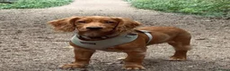 Cocker Spaniel dogs for stud: Working Cocker Health Tested Stud Dog  - Advert 15