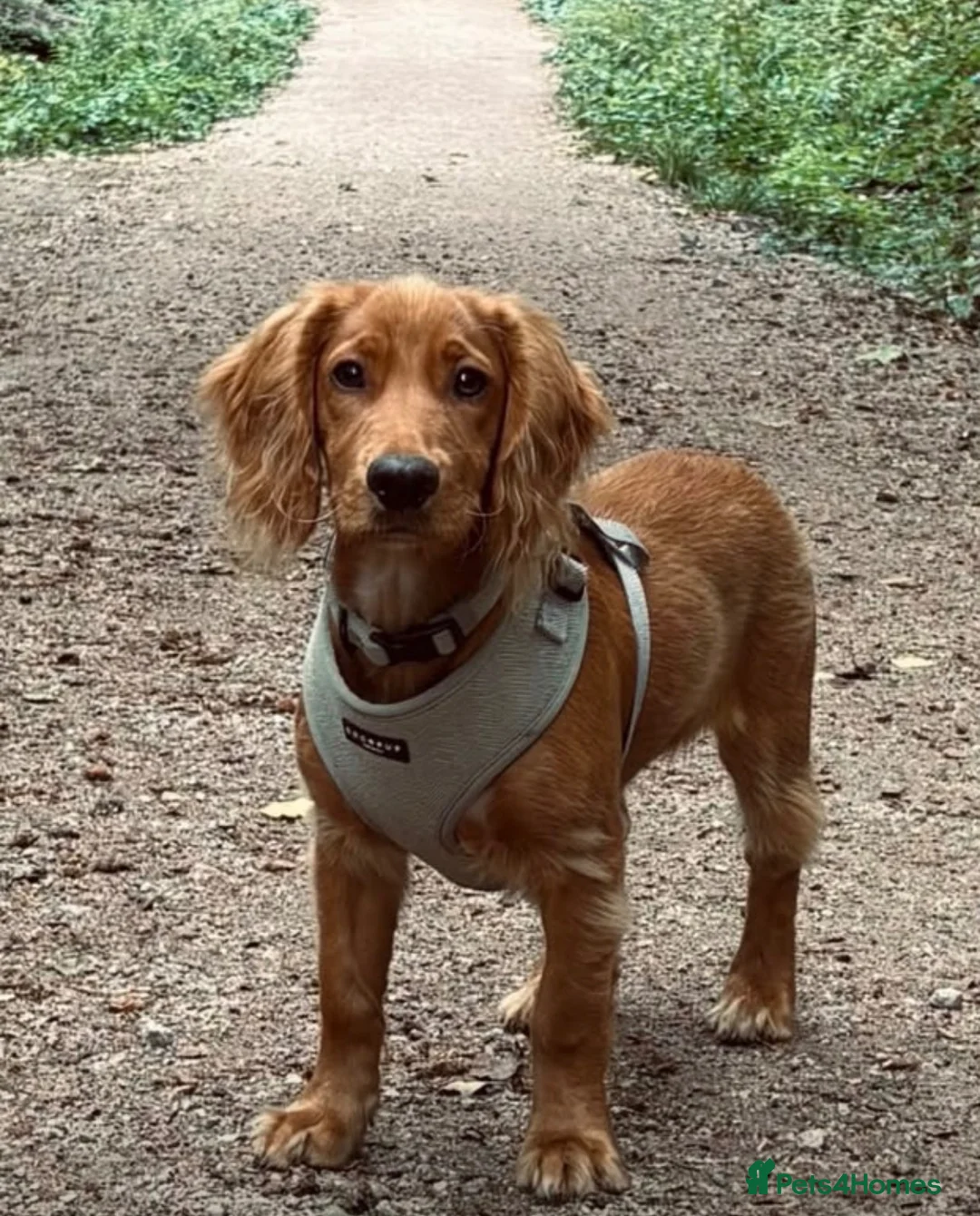 Cocker Spaniel dogs for stud: Working Cocker Health Tested Stud Dog  - Advert 15
