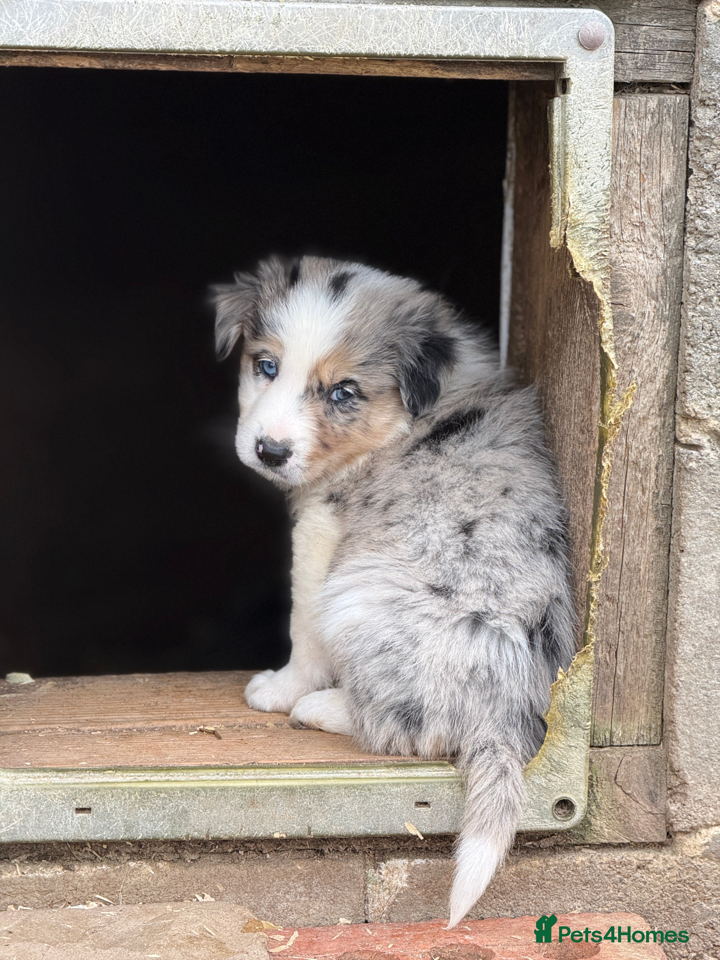 Border Collie dogs Gorgeous collie pups - various colours  - Advert 2