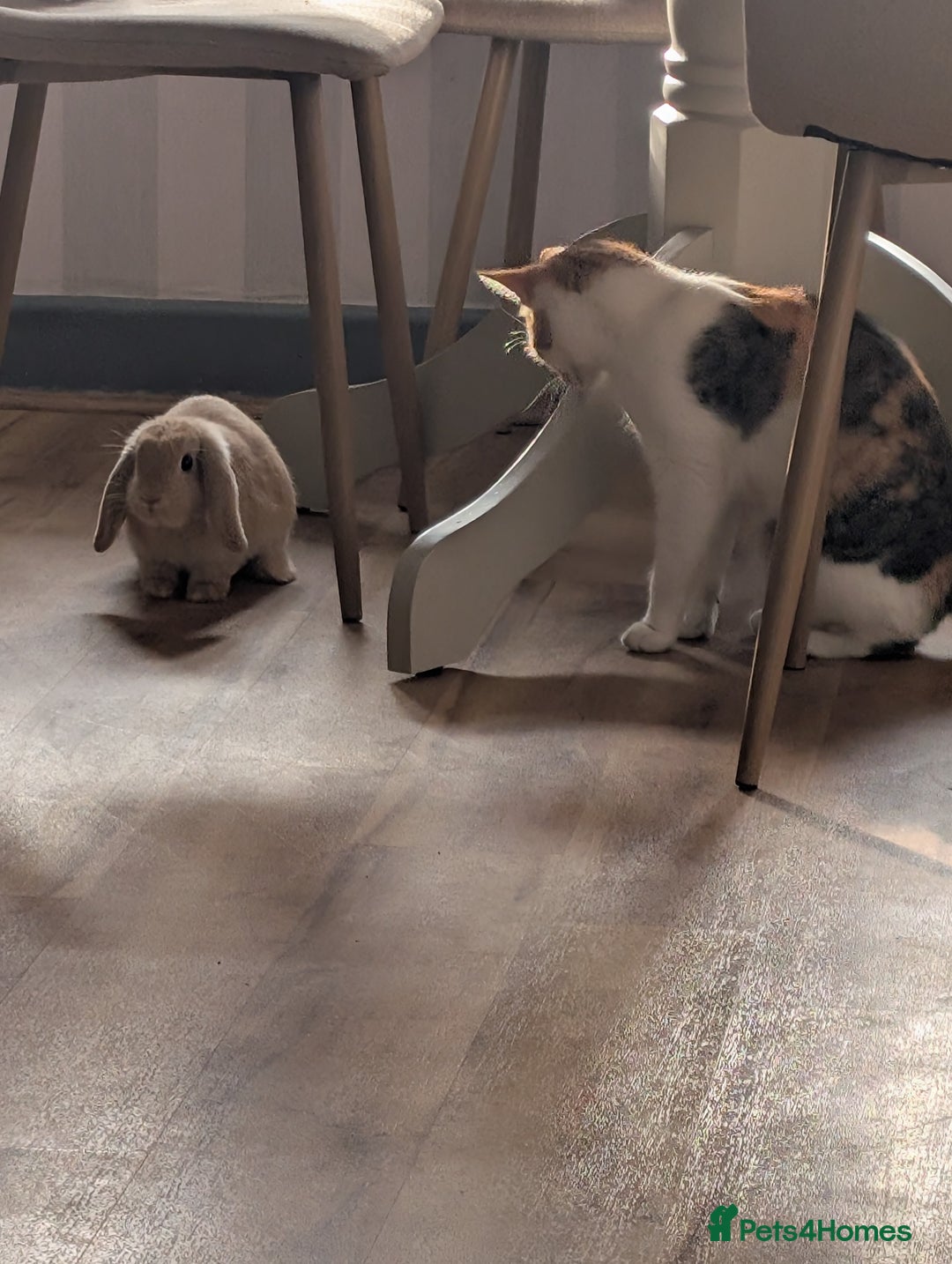 Mini Lop rabbits for sale: French mini lop rabbit  - Advert 5