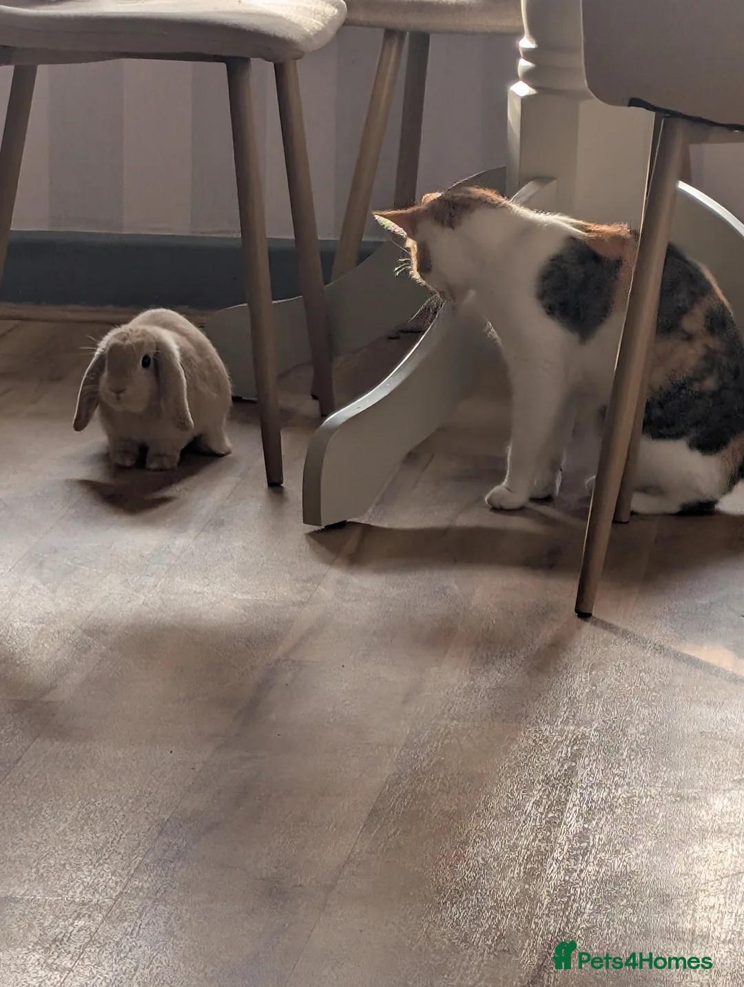 Mini Lop rabbits for sale: French mini lop rabbit  - Advert 5