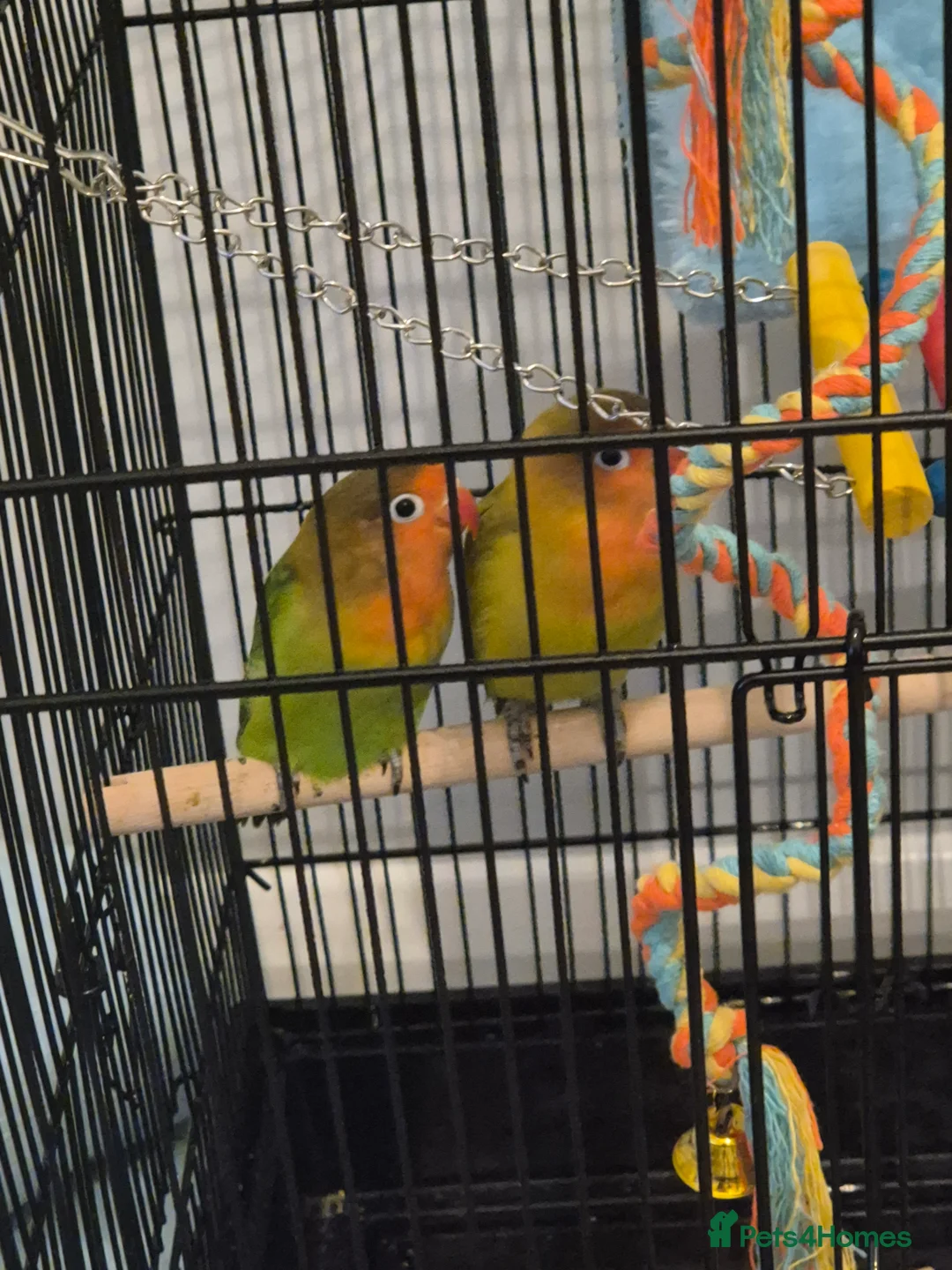 Lovebirds birds for sale: Lovebirds - Advert 7