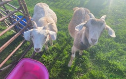 Goats livestock for sale: Boer Cross Dairy Nanny Goat Goatling Doeling - Image 1