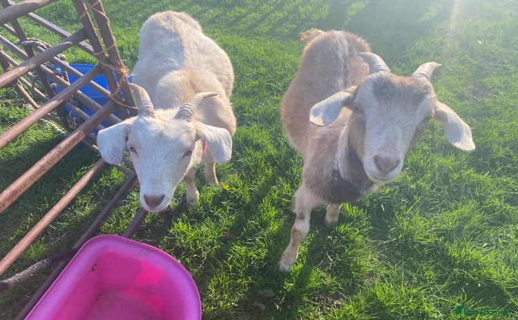 Goats livestock - Advert 1