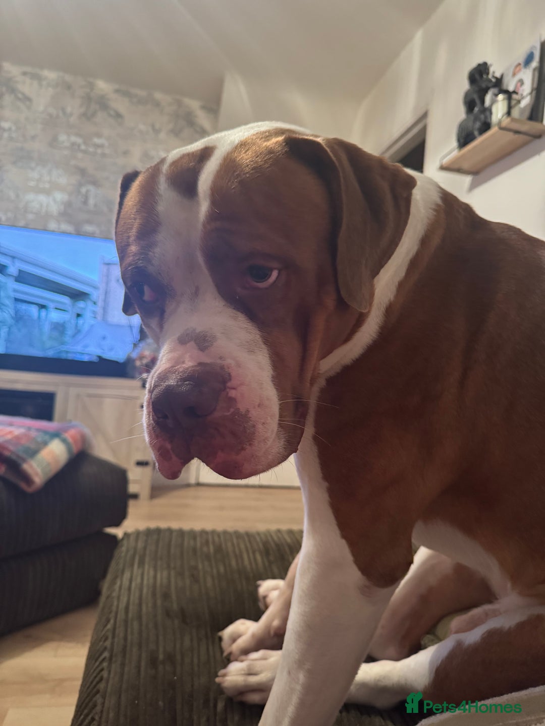 Mixed Breed dogs for sale: Boysie - Advert 16